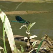 Demoiselles bleues et autres libéllules