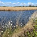 Walking in the Engbertsdijksevenen