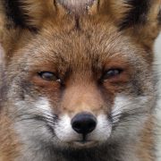 Fox - Winter 2016