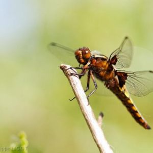 Dragonflies Azures and More !