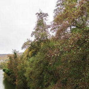 les ARDENNES  - la MEUSE à REVIN