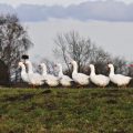 Neues aus einer Landschaft