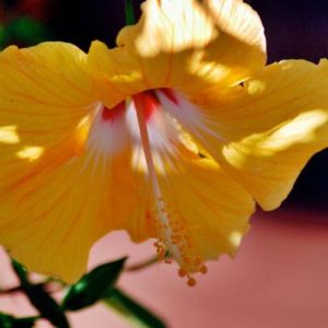 FloralArt