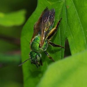 SWEAT BEE