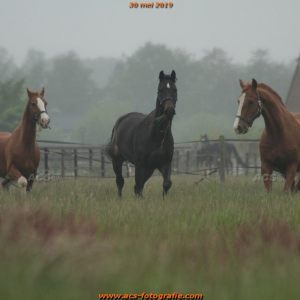 1e Weidegang Stoeterij Willemien 2019