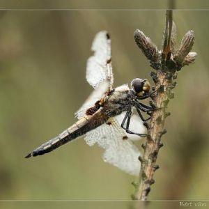 Macro stuff - summer 2013