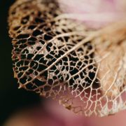 Macro