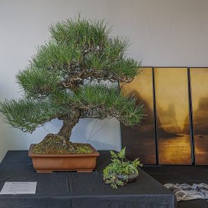 October 4, 2019 Bonsai Exhibit