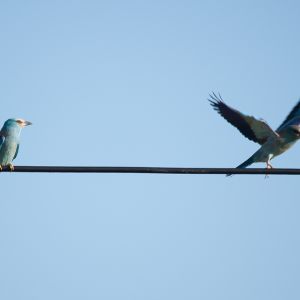 Vogels in Extremadura