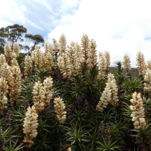 Kangaroo Moor 2024